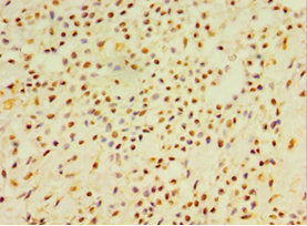 DEFB4A Antibody
