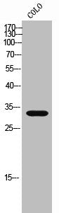 STARD10 Antibody