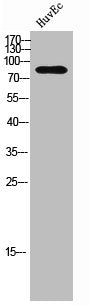 FRS2 Antibody