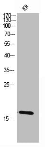 CGB Antibody
