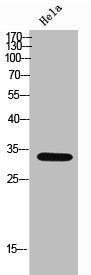 SRSF8 Antibody