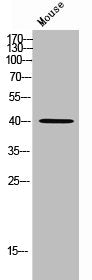 MORF4L1 Antibody