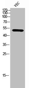 ACOT2 Antibody