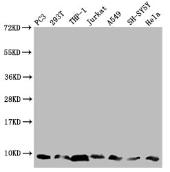MP68 Antibody