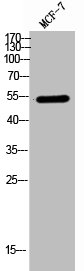 CHEK1 Antibody