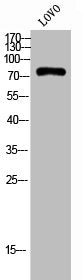 CAPN10 Antibody