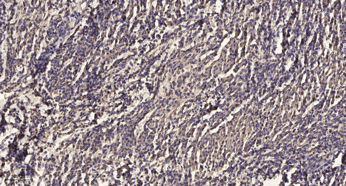 DUSP10 Antibody