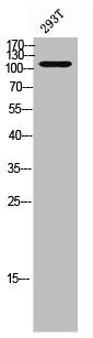 ATXN2L Antibody