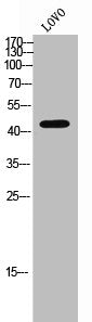 VPS26B Antibody