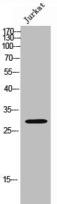 MED8 Antibody