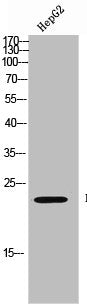CBX3 Antibody