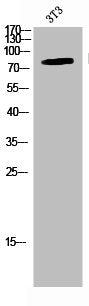 Phospho-CHUK/IKBKB (S176/177) Antibody