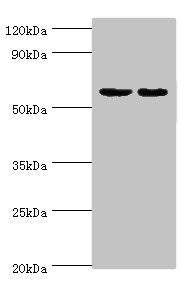 DGKE Antibody