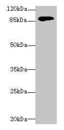 DGKG Antibody