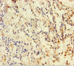 DHFR Antibody