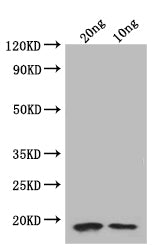 folA Antibody