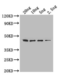 folA Antibody