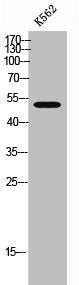 RAB3IP Antibody