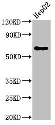 DLAT Antibody