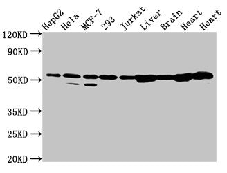 DLD Antibody