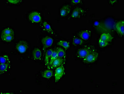 DLL4 Antibody