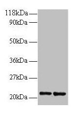 RPS9 Antibody