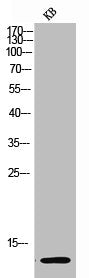 Acetyl-Histone H4 (K12) Antibody