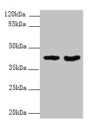 DMKN Antibody