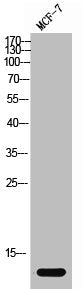 Histone H4 Antibody
