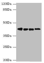 DNAJA2 Antibody