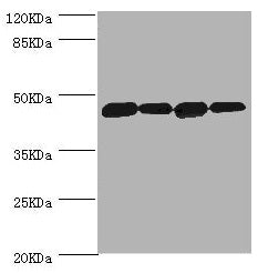 DNAJA2 Antibody