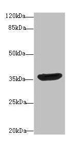 DNAJB2 Antibody