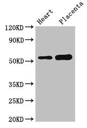 DOK3 Antibody
