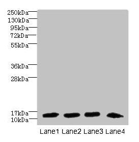 DNAL4 Antibody