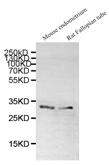 DNALI1 Antibody