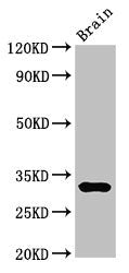 DNASE1 Antibody