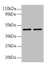 B4GALT3 Antibody