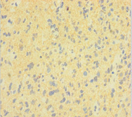 DNM1 Antibody