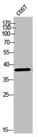 OR10Z1 Antibody