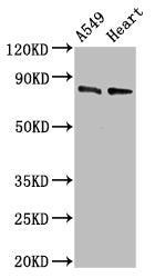 DNM1L Antibody