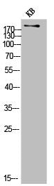 COL11A1 Antibody