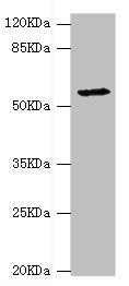 DPYS Antibody