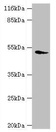 DRD5 Antibody
