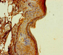 DUS4L Antibody