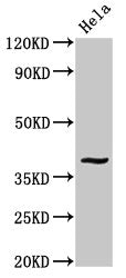 DUSP1 Antibody