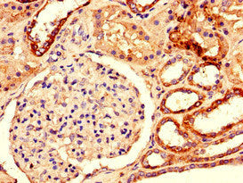 DUSP3 Antibody