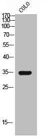GPR119 Antibody