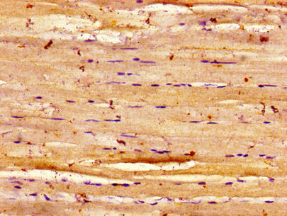 DYSF Antibody