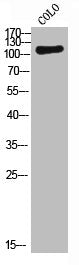 CSF1R Antibody