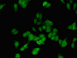E2F3 Antibody